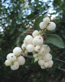 Symphoricarpos albus laevigatus