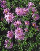 Symphyotrichum novi-belgii