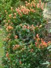 Syzygium australe Orange Twist