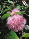 Syzygium Cascade