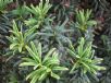 Taxus baccata Fastigiata Aurea Group