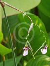 Thalia geniculata Rheumoides