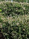 Trachelospermum jasminoides Tricolor