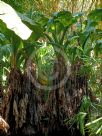 Typhonodorum lindleyanum