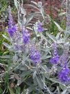 Veronica spicata incana