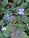 Viola riviniana Purpurea Group