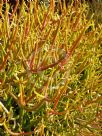 Euphorbia tirucalli Firesticks