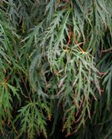 Acer palmatum Dissectum Viride Group
