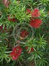 Callistemon viminalis Captain Cook