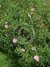 Cistus purpureus Brilliancy