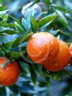 Citrus aurantium myrtifolia Chinotto