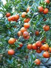 Citrus aurantium myrtifolia Chinotto