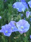 Convolvulus sabatius Full Moon