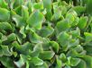 Crassula arborescens undulatifolia