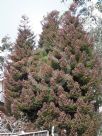 Cryptomeria japonica Elegans