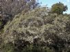 Leptospermum polygalifolium montanum