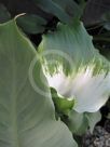 Zantedeschia aethiopica Green Goddess