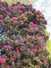Rhododendron Hardy Hybrid Sir Robert Peel