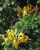 Tecoma capensis Aurea