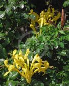 Tecoma capensis Aurea