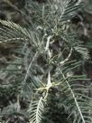 Acacia dealbata subalpina