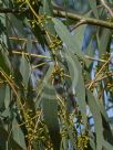 Eucalyptus elliptica