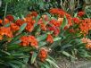 Clivia Belgian Hybrids