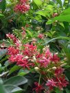 Combretum indicum double-flowered