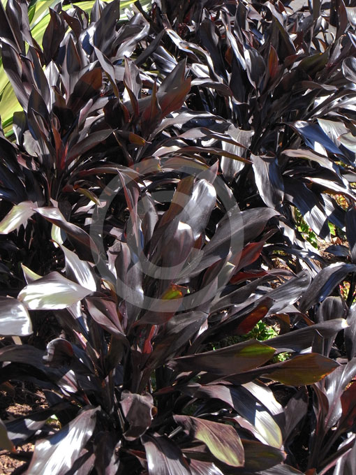 Cordyline fruticosa Caruba Black | Ti Plant information & photos