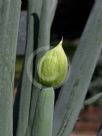 Allium ampeloprasum Carentan Giant