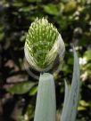 Allium ampeloprasum Carentan Giant