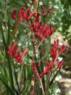 Anigozanthos Big Red