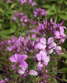 Cleome Senorita Rosalita