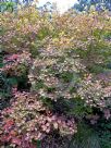 Cotinus coggygria Ancot