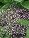 Gypsophila muralis Gypsy Deep Rose