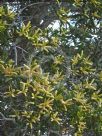 Acacia leiocalyx