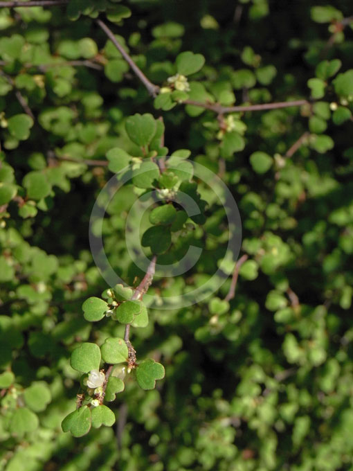 Green wig bush best sale