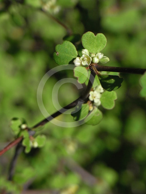 Muehlenbeckia astonii Zig Zag Bush Shrubby Pohuhue Shrubby Tororaro Wiggy Wig Bush information photos