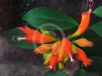 Aeschynanthus speciosus