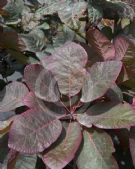 Cotinus Grace