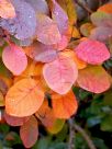 Cotinus Grace