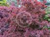 Cotinus Grace