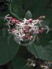 Clerodendrum trichotomum