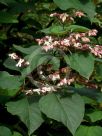 Clerodendrum trichotomum