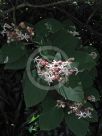 Clerodendrum trichotomum