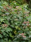 Clerodendrum trichotomum