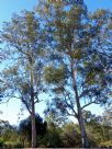 Eucalyptus major