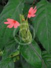 Crossandra nilotica