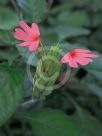 Crossandra nilotica