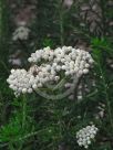 Ozothamnus diosmifolius Radiance